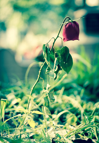 Untitled | by T_Uccelli