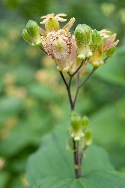 Tricyrtis latifolia (Liliaceae)