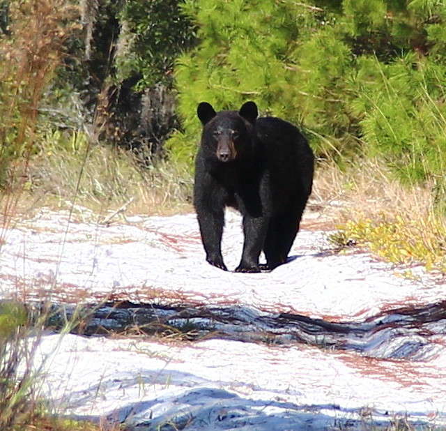 Florida Black Bear, Lower Wekiva River Preserve State Park, Florida