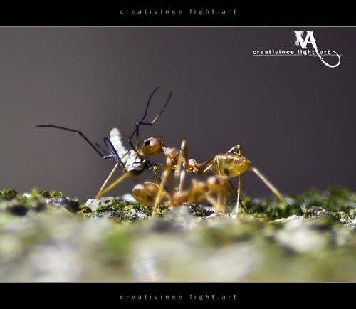 macro insect ant mosquito reverselens yellowcrazy