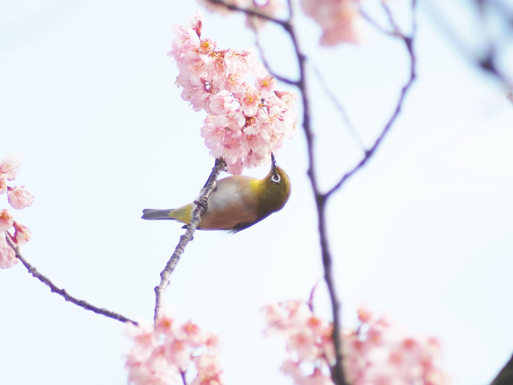 メジロと椿寒桜 Photo E Pm2 F Zuiko 300mm F4 5 メジロ 目白 学名 Zos Flickr