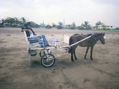 familys can now enjoy a horse and cart ride along the sandy beach of bagasbas