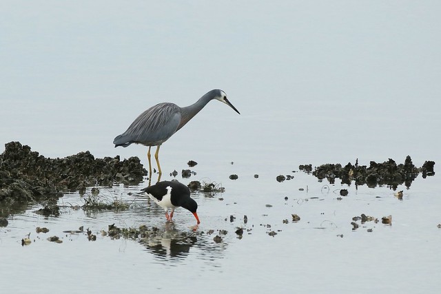 Pied Oystercatcher and White-faced Blue Heron Feeding Oyster Bank Manukau Harbour New Zealand