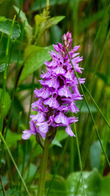 Orchid, Saltwells