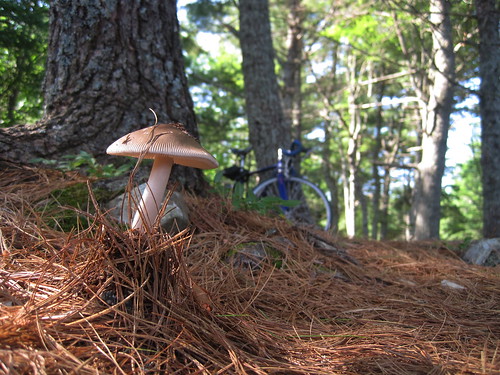 canada mushroom cycling novascotia ns pointshoot hrm 2013 lauriepark