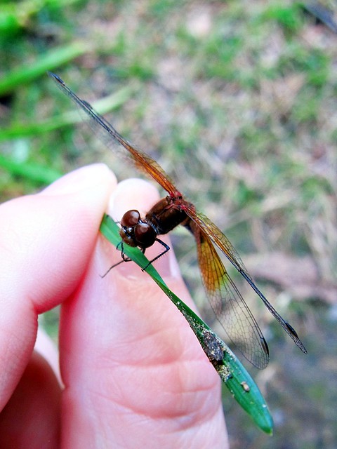 cottage - dragonfly in hand