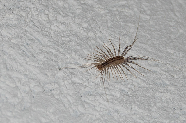 Scutigera Coleoptrata (House Centipede)