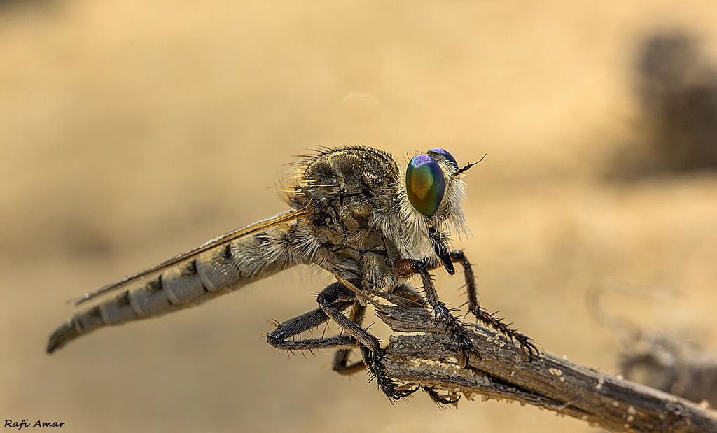 Israeli Fly Insect Israel wildlife | Flickr