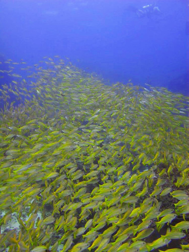 Snapper | by similan7seadiveclub