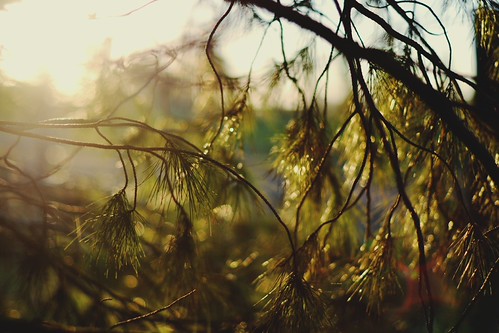 Brisa by JavierAndrés, Breezewood light sunset naturaleza sun tree verde green luz sol nature leaves pine forest hojas atar