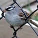 Flickr photo 'Zonotrichia leucophrys (White-crowned Sparrow)' by: Arthur Chapman.