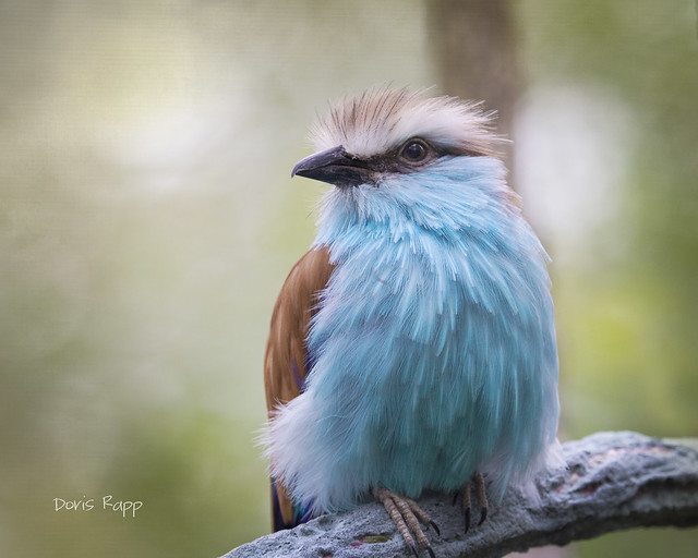 racquet tailed roller