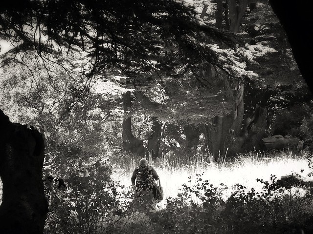 Walking among the Cedars (Cedars Reserve, Lebanon. Gustavo Thomas © 2013)