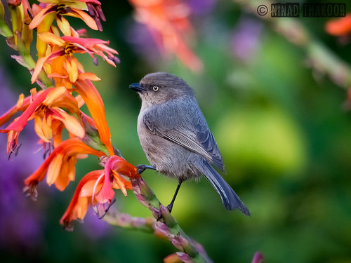 Bushtit