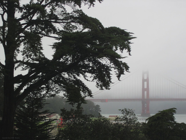 Fog, GOLDEN GATE Bridge from the Presidio, SAN FRANCISCO, CA., USA