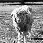 羊 - Sheep #2
