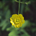 Flickr photo 'P20140310-0079—Ranunculus californicus—Old Briones Road' by: John Rusk.