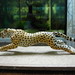 Cheetah Safari Ltd