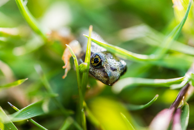 Baby Frog Amongst Grass