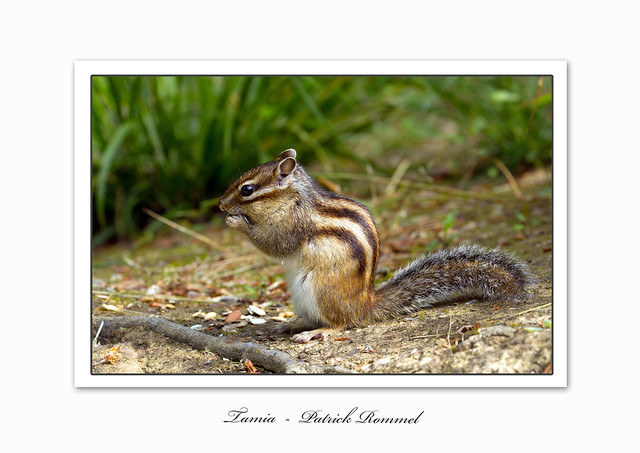 Rommel Patrick Patrick Rommel | Flickr