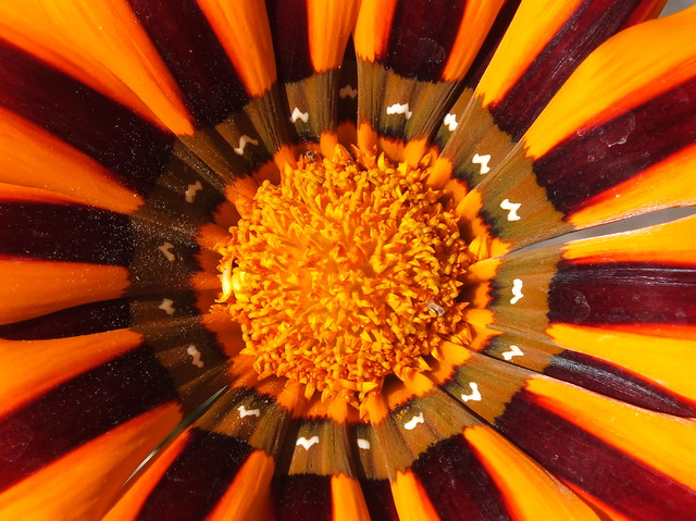 Yellow flame treasure plant (Gazania rigens) flower close up