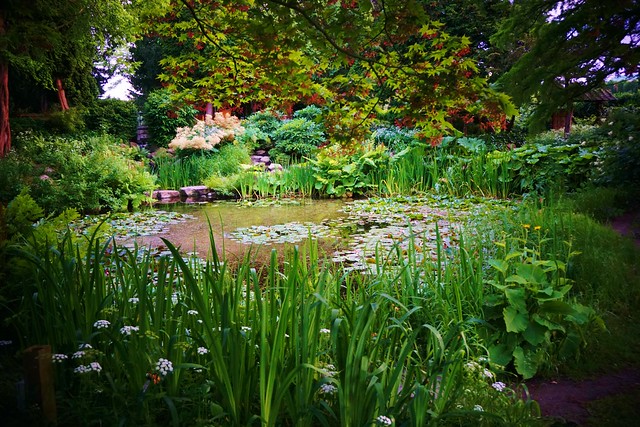 Natural garden pond with Nymphaea, Iris
