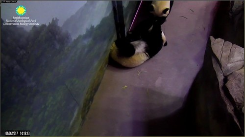 Mei comes to check on Bei after he falls from trying to escape out the window. Attribution: Smithsonian's National Zoo | by helenwoo555