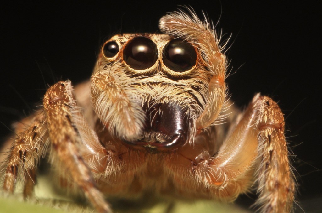 Jumping Spider Facepalm | Jong Atmosfera | Flickr