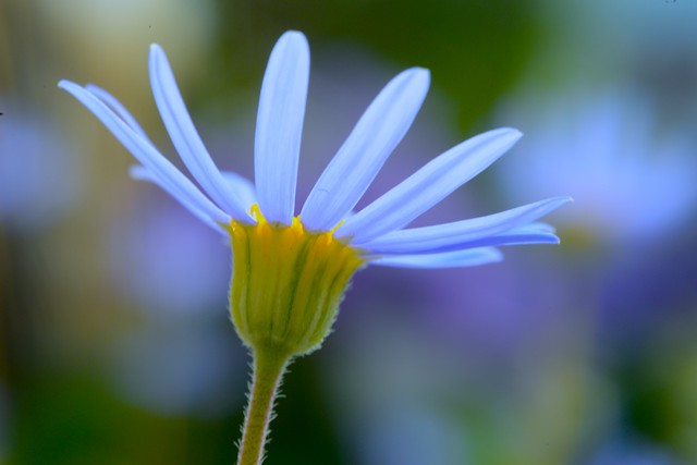 Blue Daisy：蓝雏菊