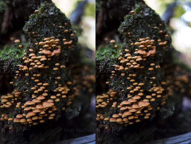Fungi Forest 3D