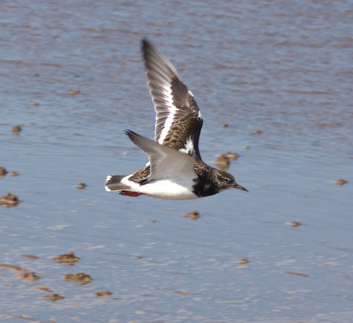 Turnstone | by Peanut1371