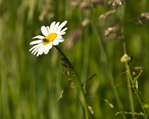 nature canon landscape spring bee daisy lightroom 60d