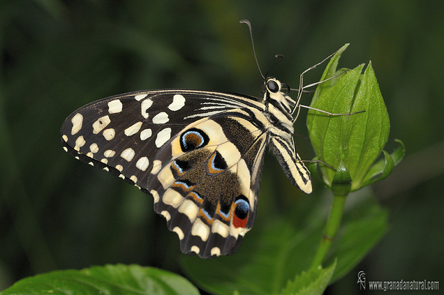 Papilio demoleus  reverso