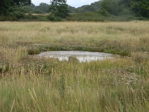 pond in the marsh Chichester to West Wittering