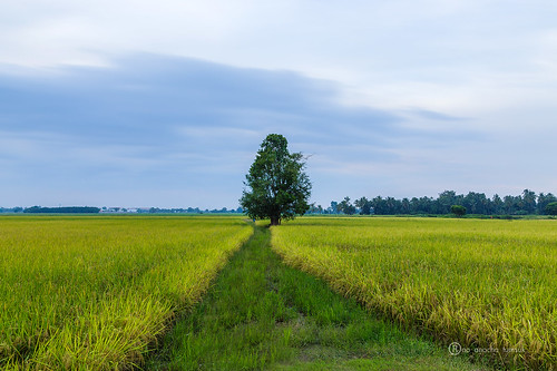 trees sky nature thailand countryside asia seasons rice paddy ricefields phitsanulok