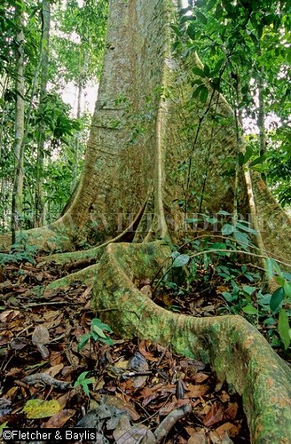 Tul Ang Tree 17964 Buttress of a Tualang=Mengaris tree (Koompassia exce… | Flickr