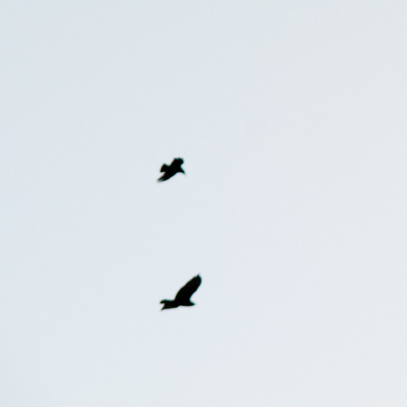 Lone carrion crow mobbing a buzzard