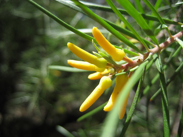 Yellow flower, unknown but possibly Pine-leaved Geebung (thank you taka-)