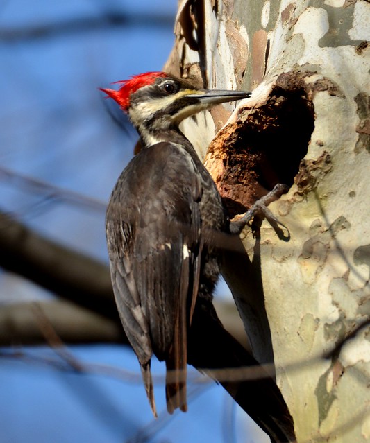105e pileated woodpecker pose