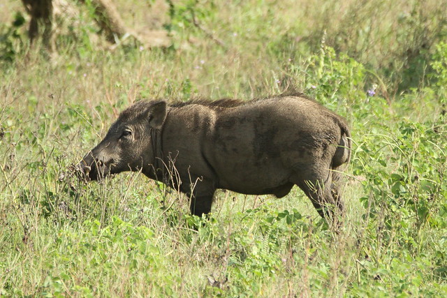 Wild Boar -Yala National Park Sri Lanka