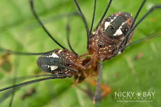 Harvestmen (Pseudogagrella amamiana) with scorpion prey - DSC_7196
