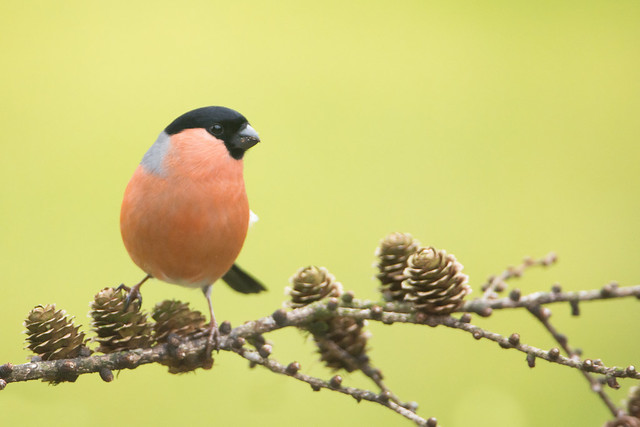 Male Bullfinch