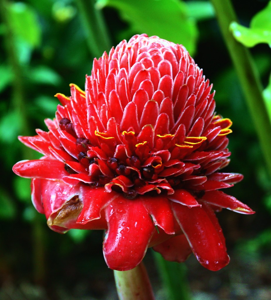 Rainy Torch | Torch Ginger, also known as the Red Ginger Lil… | Flickr