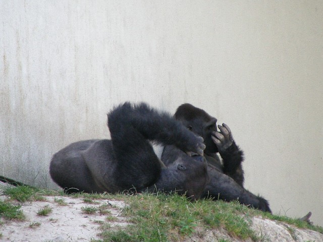 Zoo Schmiding: Gorillas 02