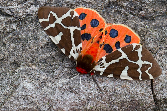 Garden tiger moth / grote beer (Arctia caja)