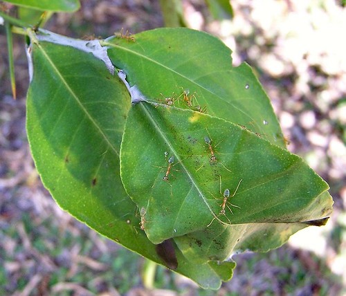 leaves insect nest ant australia townsville hymenoptera greenant formicidae oecophyllasmaragdina greentreeant