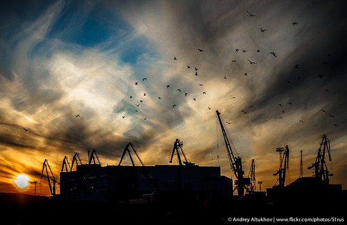 sunset bird russia seaport закат murmansk птицы порт мурманск murmanskayaoblast
