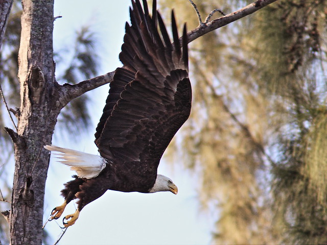 Bald Eagle 0909-1 adult2 flies to west 20140111