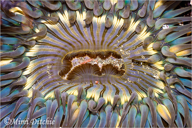 Anemone Flower Of The Ocean