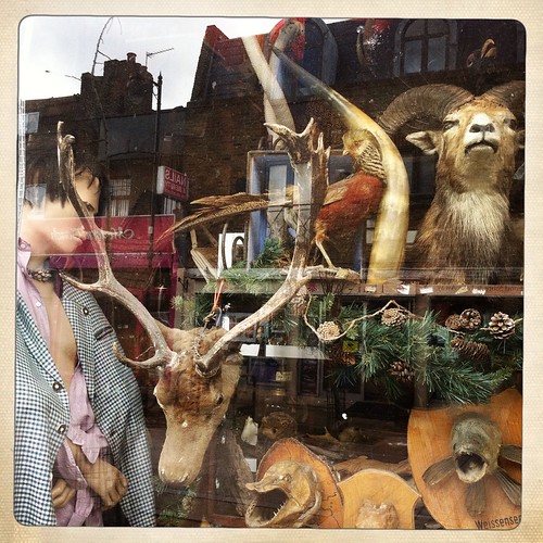 Stuffed & Mounted | by Ronald Hackston
